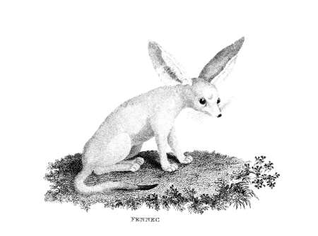 Victorian engraving of a fennec fox. Digitally restored image from a mid-19th century Encyclopaedia.の写真素材