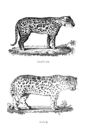 Victorian engraving of a jaguar. Digitally restored image from a mid-19th century Encyclopaedia.の写真素材