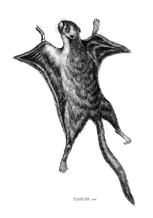 Victorian engraving of a flying squirrel, or taguan. Digitally restored image from a mid-19th century Encyclopaedia.の写真素材