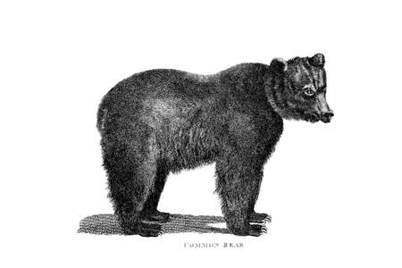 Victorian engraving of a bear. Digitally restored image from a mid-19th century Encyclopaedia.の写真素材