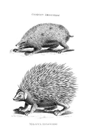 Victorian engraving of hedgehogs. Digitally restored image from a mid-19th century Encyclopaedia.の写真素材