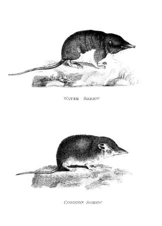 Victorian engraving of a shrew. Digitally restored image from a mid-19th century Encyclopaedia.の写真素材