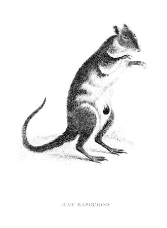 Victorian engraving of a rat kangaroo. Digitally restored image from a mid-19th century Encyclopaedia.の写真素材