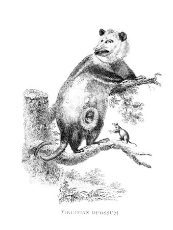 Victorian engraving of an opossum. Digitally restored image from a mid-19th century Encyclopaedia.の写真素材