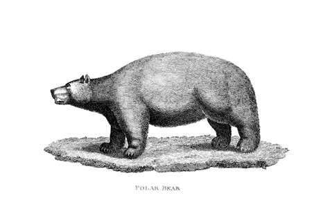 Victorian engraving of a polar bear. Digitally restored image from a mid-19th century Encyclopaedia.の写真素材