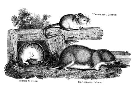 Victorian engraving of a mouse. Digitally restored image from a mid-19th century Encyclopaedia.の写真素材