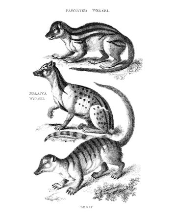 Victorian engraving of weasels. Digitally restored image from a mid-19th century Encyclopaedia.の写真素材