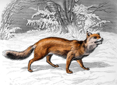 Victorian engraving of a fox. Digitally restored image from a mid-19th century Encyclopaedia.の写真素材