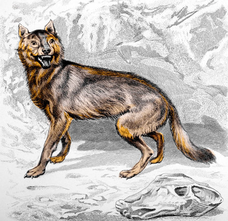 Victorian engraving of a wolf. Digitally restored image from a mid-19th century Encyclopaedia.の写真素材