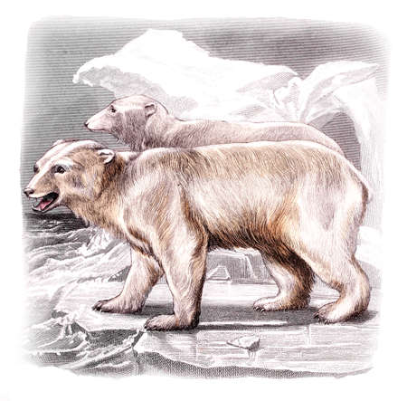 Victorian engraving of a polar bear. Digitally restored image from a mid-19th century Encyclopaedia.の写真素材