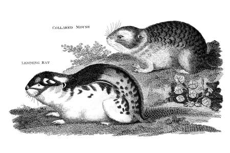 Victorian engraving of lemmings. Digitally restored image from a mid-19th century Encyclopaedia.の写真素材