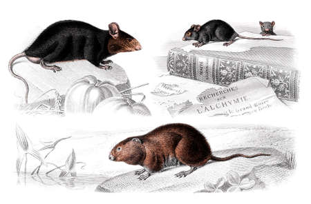 Victorian engraving of mice and rats. Digitally restored image from a mid-19th century Encyclopaedia.の写真素材