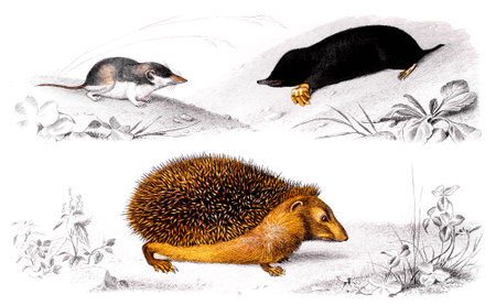Victorian engraving of a hedgehog and moles. Digitally restored image from a mid-19th century Encyclopaedia.の写真素材