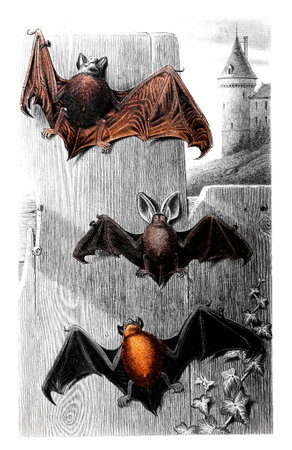 Victorian engraving of bats. Digitally restored image from a mid-19th century Encyclopaedia.の写真素材