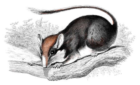 Victorian engraving of a wood mouse. Digitally restored image from a mid-19th century Encyclopaedia.の写真素材