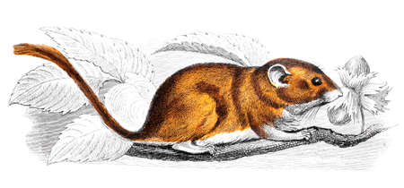 Victorian engraving of a mouse. Digitally restored image from a mid-19th century Encyclopaedia.の写真素材