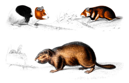 Victorian engraving of a guinea pig. Digitally restored image from a mid-19th century Encyclopaedia.の写真素材