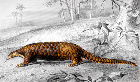 Victorian engraving of an anteater. Digitally restored image from a mid-19th century Encyclopaedia.の写真素材
