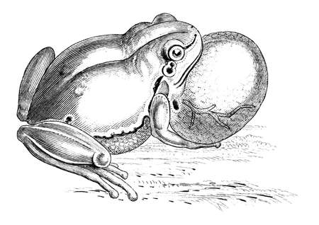 19th century engraving of a tree frogの写真素材