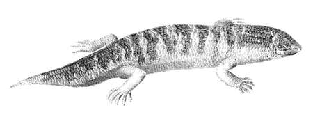 19th century engraving of a scinkの写真素材