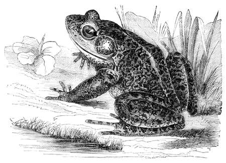 Victorian engraving of a frog. Digitally restored image from a mid-19th century Encyclopaedia.の写真素材