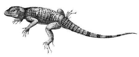 19th century engraving of a stellion lizardの写真素材