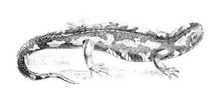 19th century engraving of a spotted salamanderの写真素材