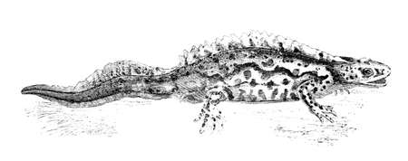 19th century engraving of a water newtの写真素材