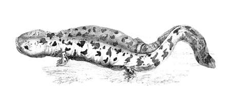 19th century engraving of a hellbender or salamanderの写真素材