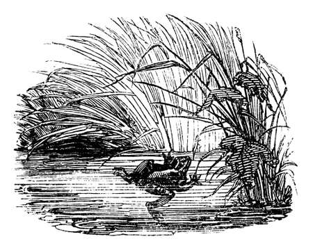 19th century engraving of a frog in a lakeの写真素材