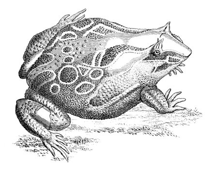 19th century engraving of a horned frogの写真素材