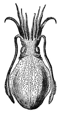 Victorian engraving of a cephalopod. Digitally restored image from a mid-19th century Encyclopaedia.の写真素材
