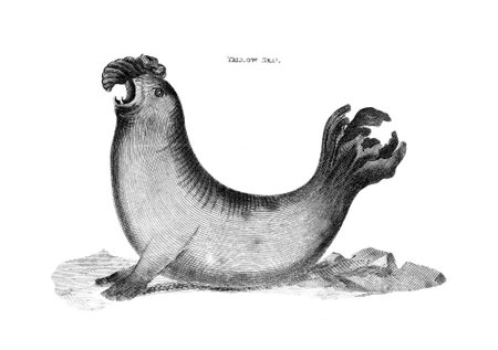 Victorian engraving of a seal. Digitally restored image from a mid-19th century Encyclopaedia.の写真素材
