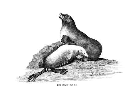 Victorian engraving of a seal. Digitally restored image from a mid-19th century Encyclopaedia.の写真素材
