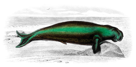 Victorian engraving of a manatee. Digitally restored image from a mid-19th century Encyclopaedia.の写真素材