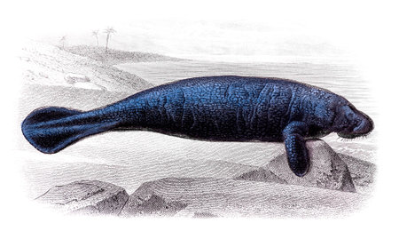 Victorian engraving of a manatee. Digitally restored image from a mid-19th century Encyclopaedia.の写真素材