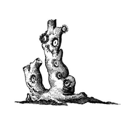 Victorian engraving of an oculina coral. Digitally restored image from a mid-19th century Encyclopaedia.の写真素材