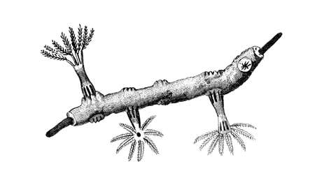 Victorian engraving of a gorgonia, or sea fan. Digitally restored image from a mid-19th century Encyclopaedia.の写真素材
