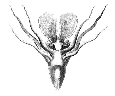 19th century engraving of a Cuttle fishの写真素材