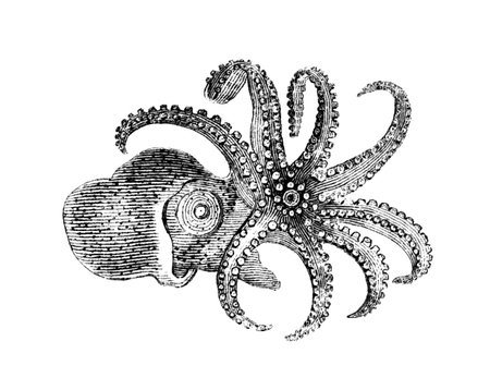 Victorian engraving of an argonaut octopus. Digitally restored image from a mid-19th century Encyclopaedia.の写真素材