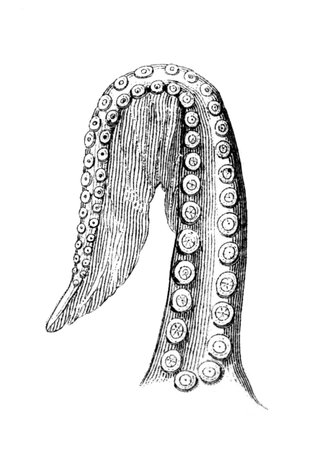 Victorian engraving of an octopus tentacle. Digitally restored image from a mid-19th century Encyclopaedia.の写真素材