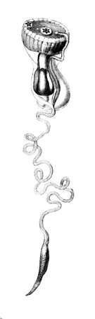 Victorian engraving of a jellyfish. Digitally restored image from a mid-19th century Encyclopaedia.の写真素材