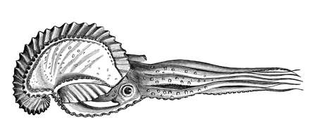 Victorian engraving of an argonaut octopus. Digitally restored image from a mid-19th century Encyclopaedia.の写真素材