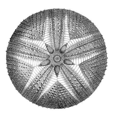19th century engraving of an echinoid sea urchinの写真素材