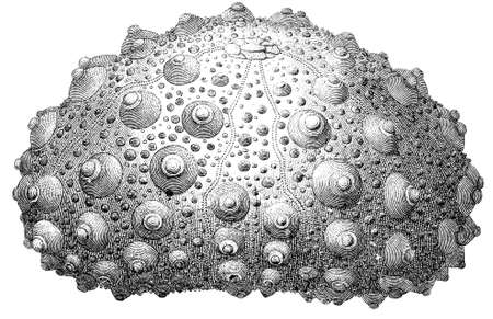 19th century engraving of an echinoid sea urchinの写真素材
