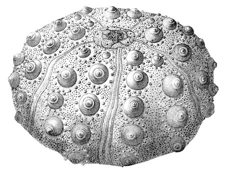 19th century engraving of an echinoid sea urchinの写真素材