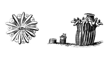 Victorian engraving of a coral. Digitally restored image from a mid-19th century Encyclopaedia.の写真素材