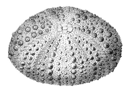 19th century engraving of an echinoid sea urchinの写真素材