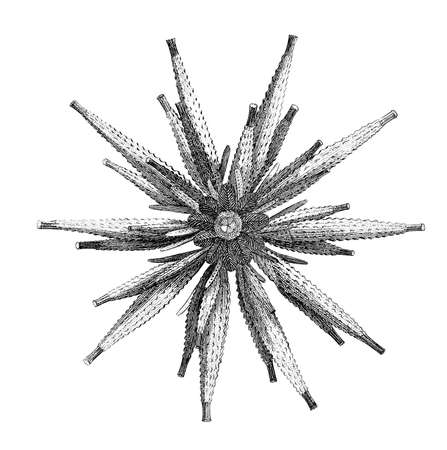 19th century engraving of an echinoid sea urchinの写真素材