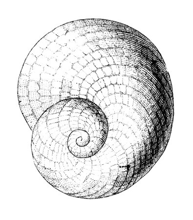 19th century engraving of a sea shellの写真素材